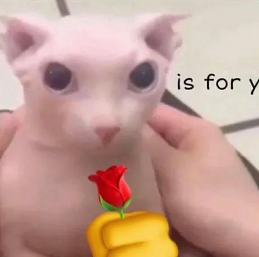 🥀 Стикер «бингус и другие» для Telegram