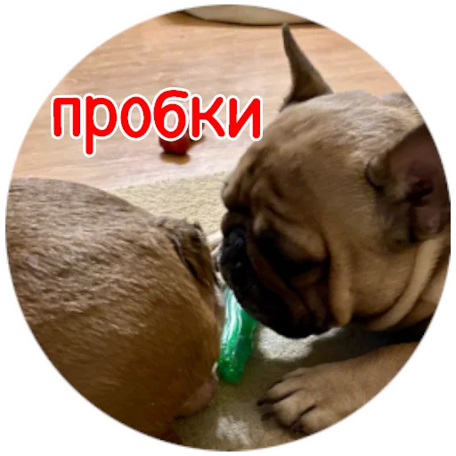 🍑 Стикер «Bob Marley??The Frenchies» для Telegram