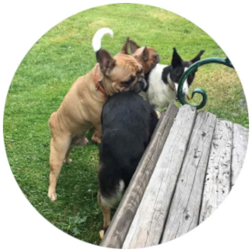 😍 Стикер «Bob Marley??The Frenchies» для Telegram