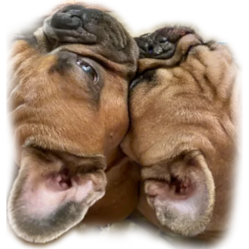 😍 Стикер «Bob Marley??The Frenchies» для Telegram