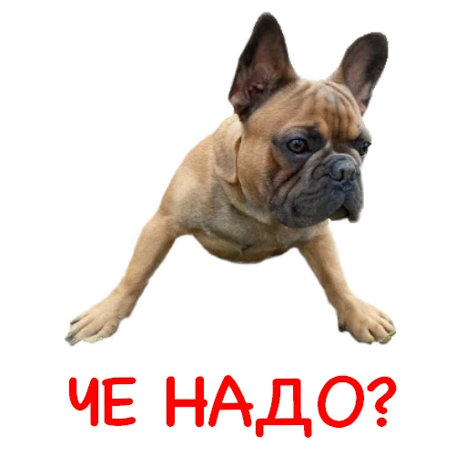 😎 Стикер «Bob Marley??The Frenchies» для Telegram