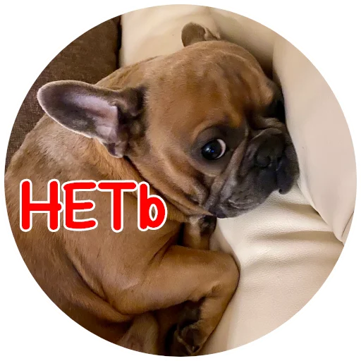 👎 Стикер «Bob Marley??The Frenchies» для Telegram