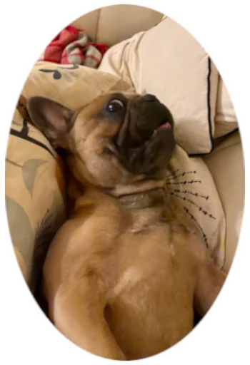 😮 Стикер «Bob Marley??The Frenchies» для Telegram