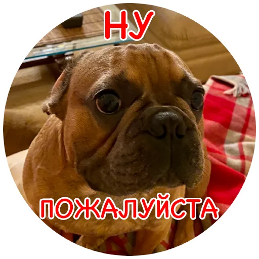 🙏 Стикер «Bob Marley??The Frenchies» для Telegram