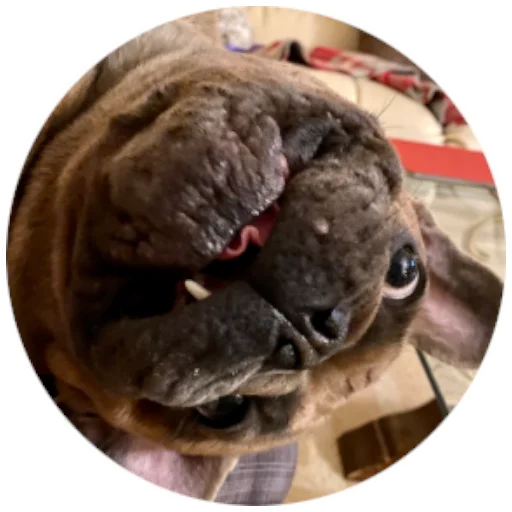 🤪 Стикер «Bob Marley??The Frenchies» для Telegram