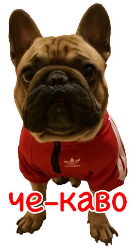 😎 Стикер «Bob Marley??The Frenchies» для Telegram
