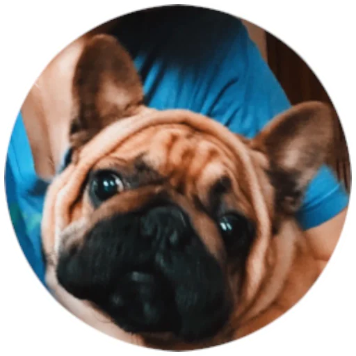 😪 Стикер «Bob Marley??The Frenchies» для Telegram