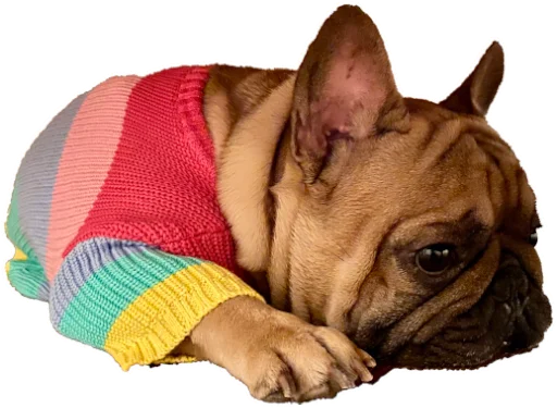 😩 Стикер «Bob Marley??The Frenchies» для Telegram