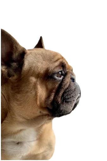 😒 Стикер «Bob Marley??The Frenchies» для Telegram