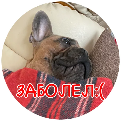🤧 Стикер «Bob Marley??The Frenchies» для Telegram