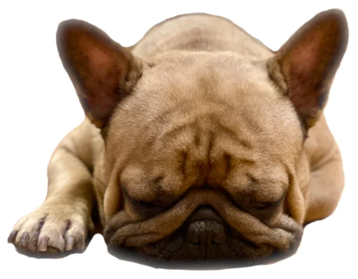 💤 Стикер «Bob Marley??The Frenchies» для Telegram