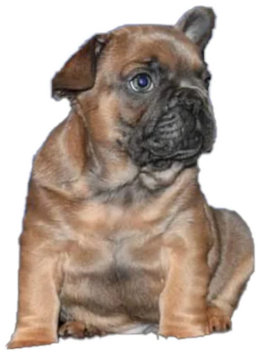 🍼 Стикер «Bob Marley??The Frenchies» для Telegram