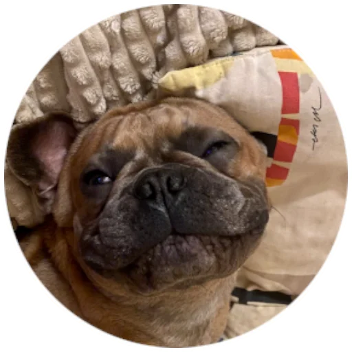 😉 Стикер «Bob Marley??The Frenchies» для Telegram