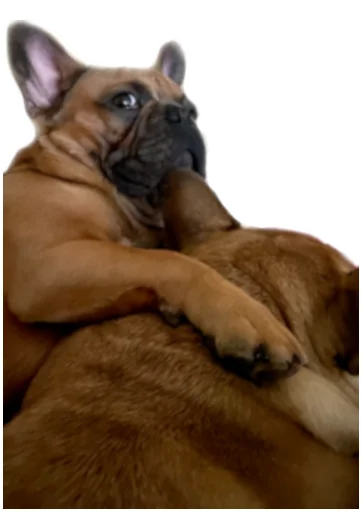 🤗 Стикер «Bob Marley??The Frenchies» для Telegram