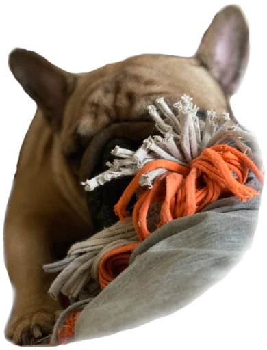 😴 Стикер «Bob Marley??The Frenchies» для Telegram