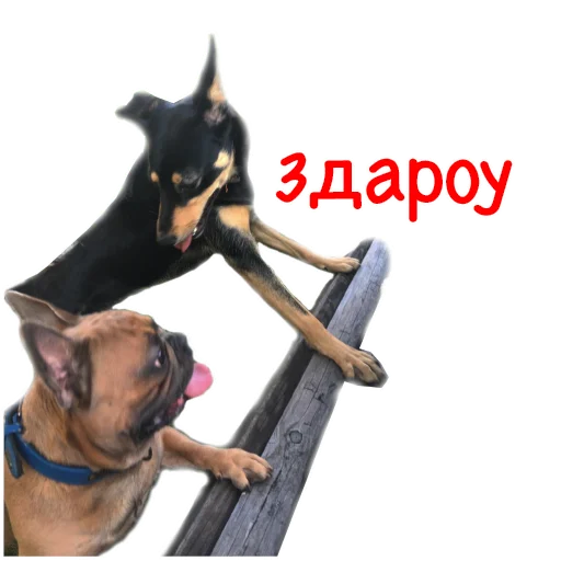 ✋ Стикер «Bob Marley??The Frenchies» для Telegram