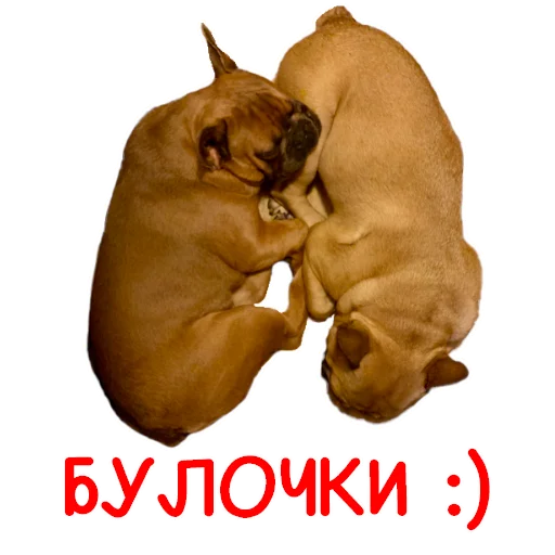🥖 Стикер «Bob Marley??The Frenchies» для Telegram