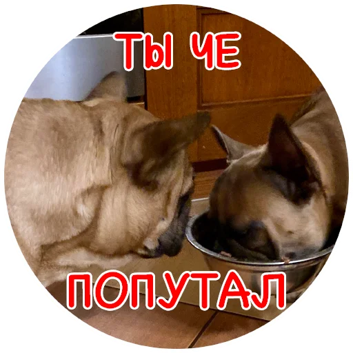 😤 Стикер «Bob Marley??The Frenchies» для Telegram