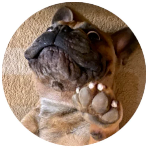 👌 Стикер «Bob Marley??The Frenchies» для Telegram
