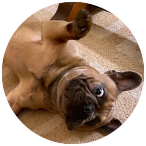 👋 Стикер «Bob Marley??The Frenchies» для Telegram