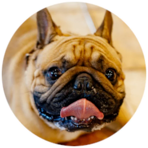 😃 Стикер «Bob Marley??The Frenchies» для Telegram