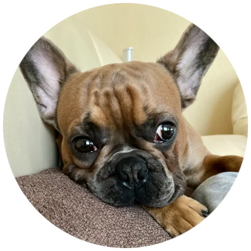 🥲 Стикер «Bob Marley??The Frenchies» для Telegram
