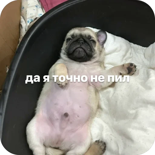 🐘 Стикер «Бобры Добры» для Telegram