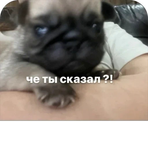 🤡 Стикер «Бобры Добры» для Telegram