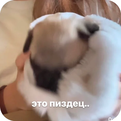 🫥 Стикер «Бобры Добры» для Telegram