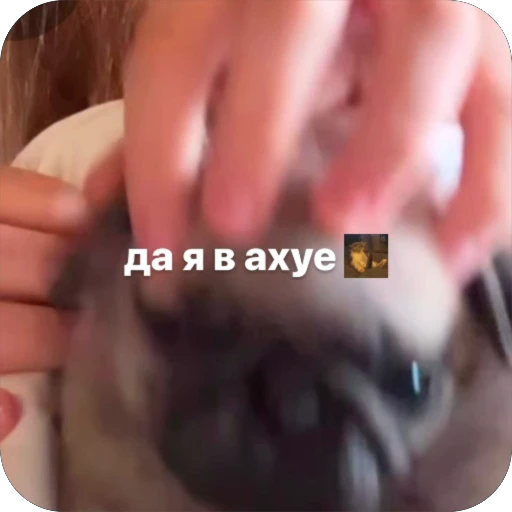 Стикерпак Бобры Добры для Telegram