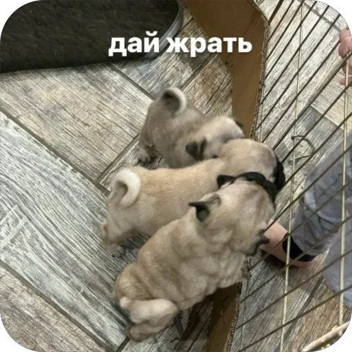 🐶 Стикер «Бобры Добры» для Telegram