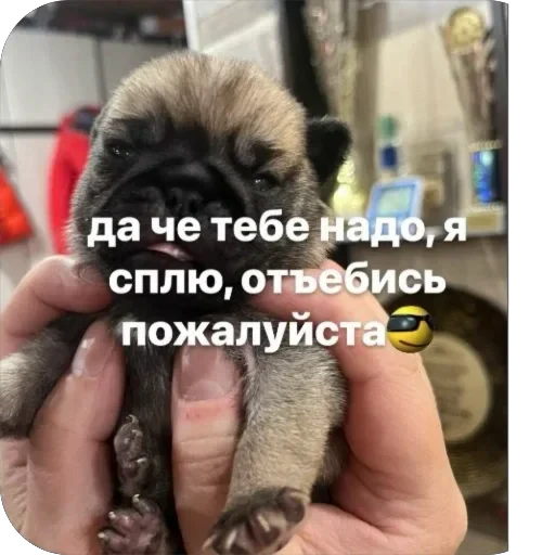 😴 Стикер «Бобры Добры» для Telegram