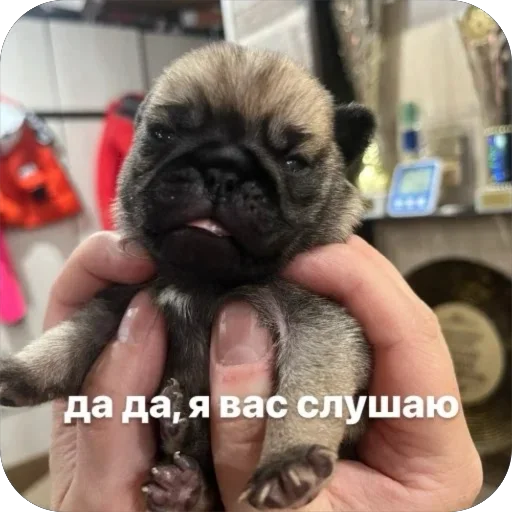 🥱 Стикер «Бобры Добры» для Telegram