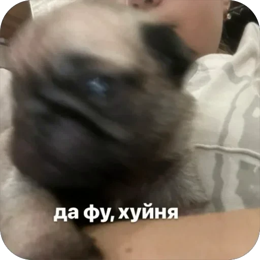 🫥 Стикер «Бобры Добры» для Telegram