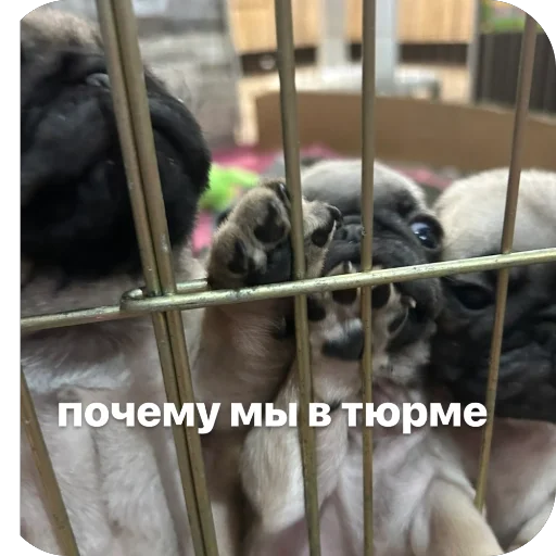 🚪 Стикер «Бобры Добры» для Telegram