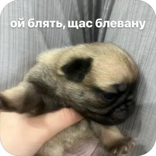 🤮 Стикер «Бобры Добры» для Telegram