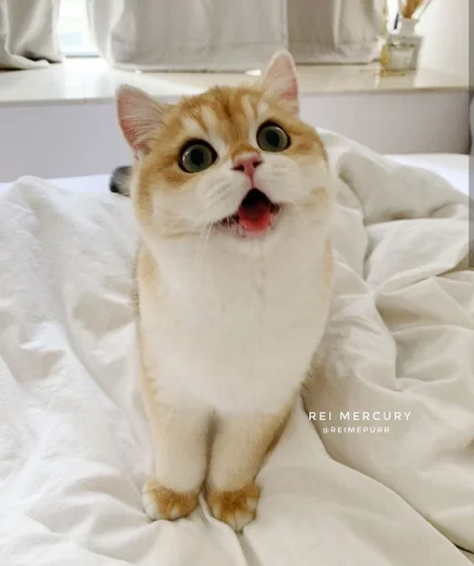 😍 Стикер «BOH, SONO IO» для Telegram