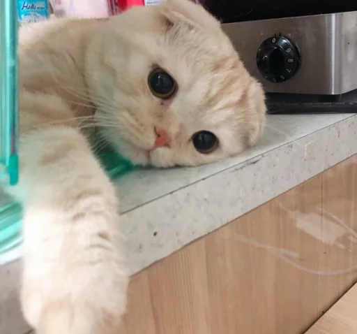 😔 Стикер «BOH, SONO IO» для Telegram