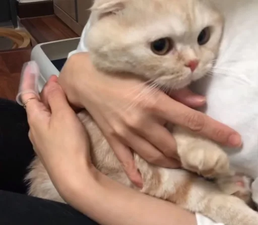 😍 Стикер «BOH, SONO IO» для Telegram