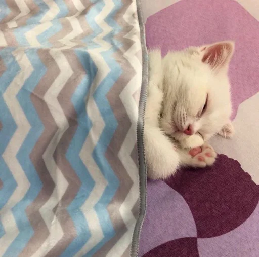 😴 Стикер «BOH, SONO IO» для Telegram