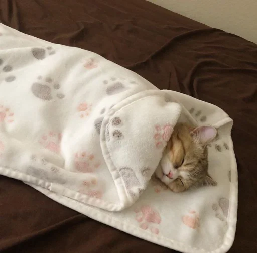 😴 Стикер «BOH, SONO IO» для Telegram