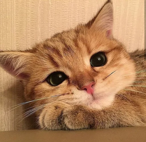 😍 Стикер «BOH, SONO IO» для Telegram