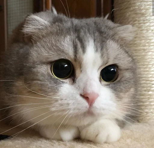 😍 Стикер «BOH, SONO IO» для Telegram