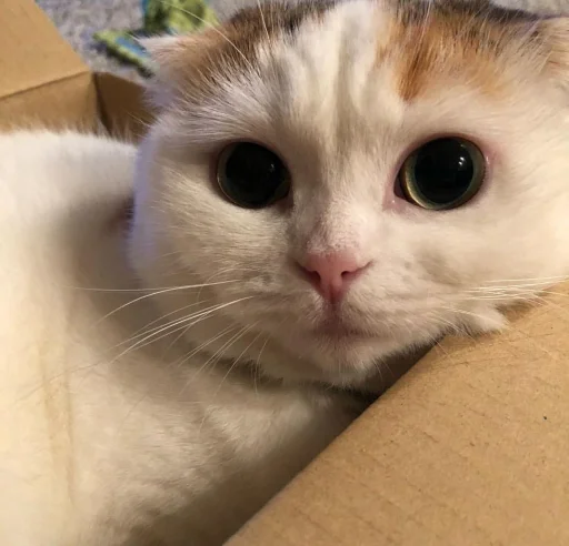 😍 Стикер «BOH, SONO IO» для Telegram