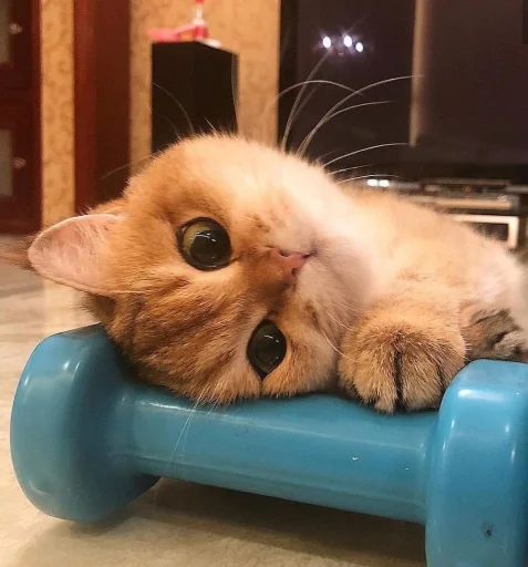 😍 Стикер «BOH, SONO IO» для Telegram