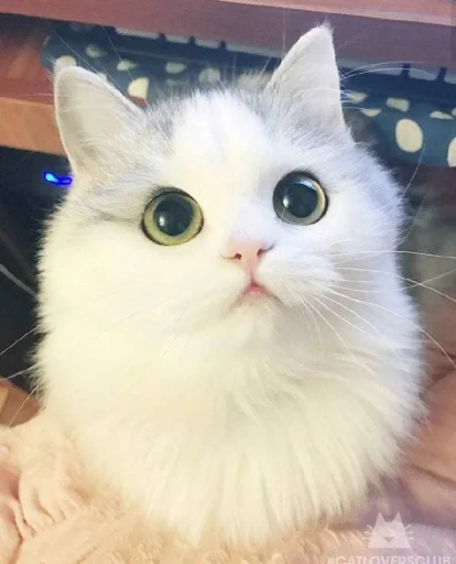 😍 Стикер «BOH, SONO IO» для Telegram