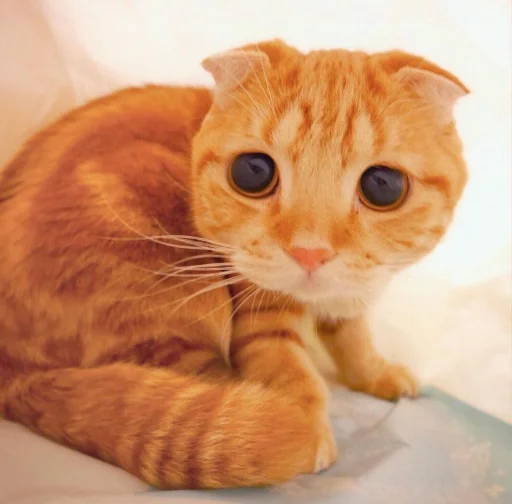 😞 Стикер «BOH, SONO IO» для Telegram