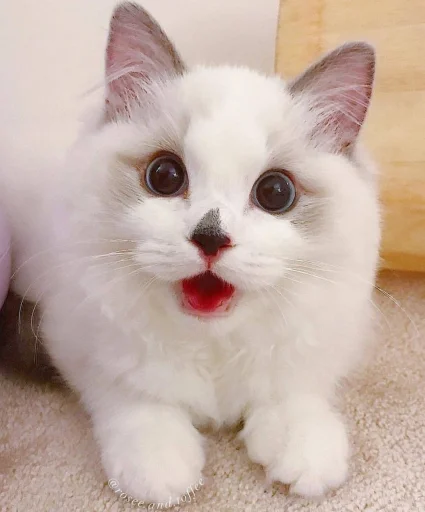 😳 Стикер «BOH, SONO IO» для Telegram