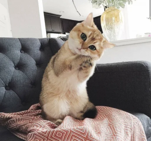 🙏 Стикер «BOH, SONO IO» для Telegram