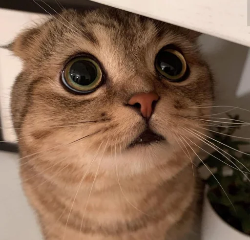 👀 Стикер «BOH, SONO IO» для Telegram